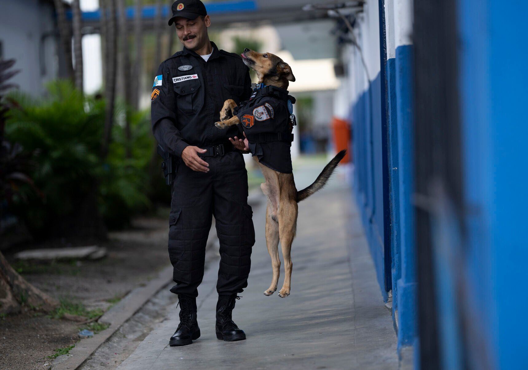Brazil Rescue Dogs
